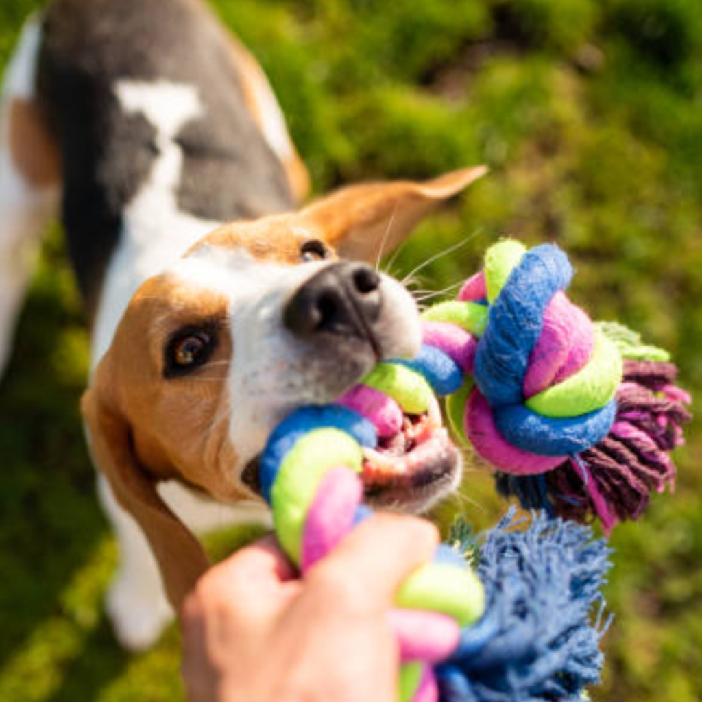 Lista para enriquecer el ambiente de tu perro