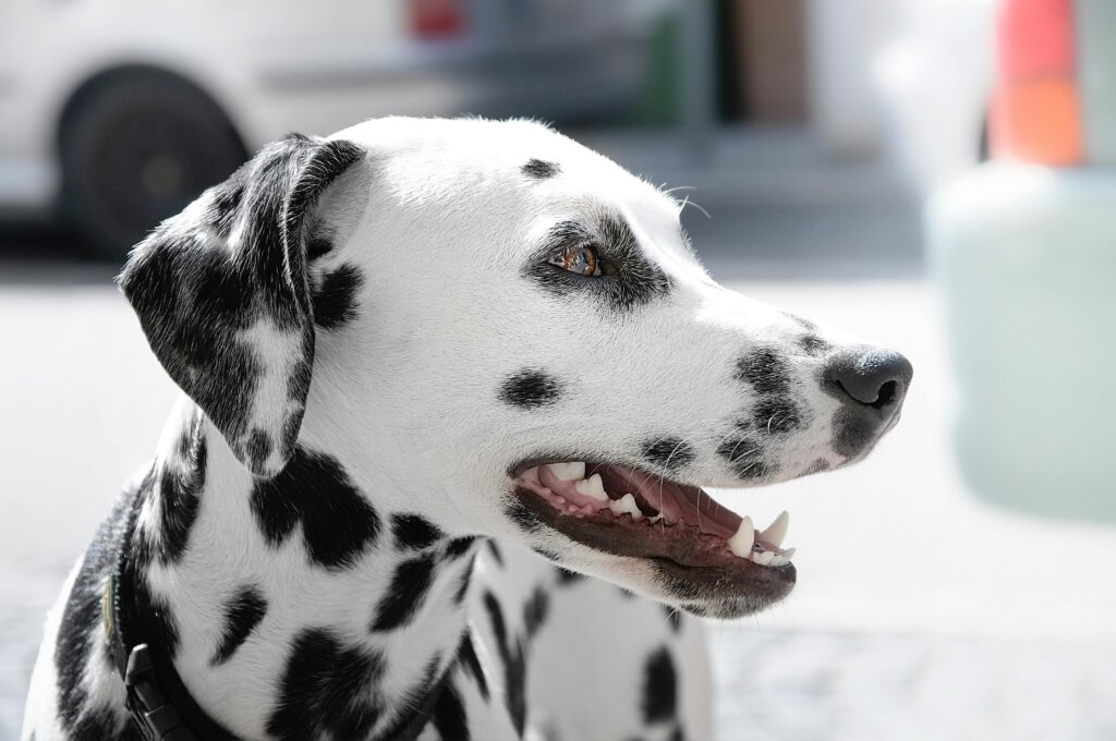 Lista para cuidar la salud dental de tu perro